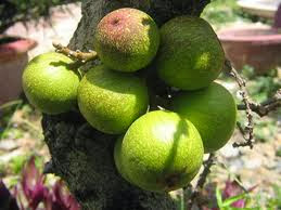 QUẢ SUNG CHỮA LOÉT DẠ DÀY