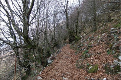 Hayedo de la ladera norte del Hernio