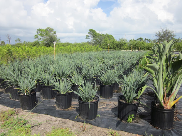 ozbreed plant spotlight drought
