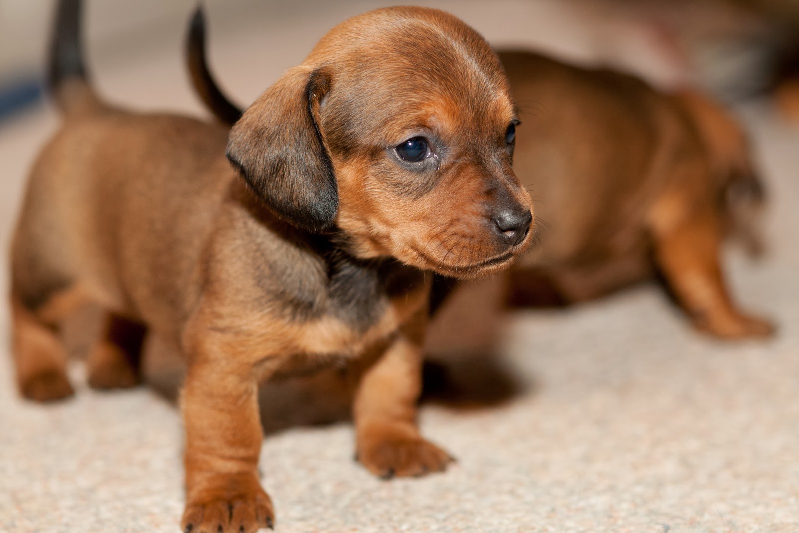 small-2-brown-dachshund-puppies-pictures-and-wallpapers-dachshund-small-breeds-dogs-cute-and-funny.jpg