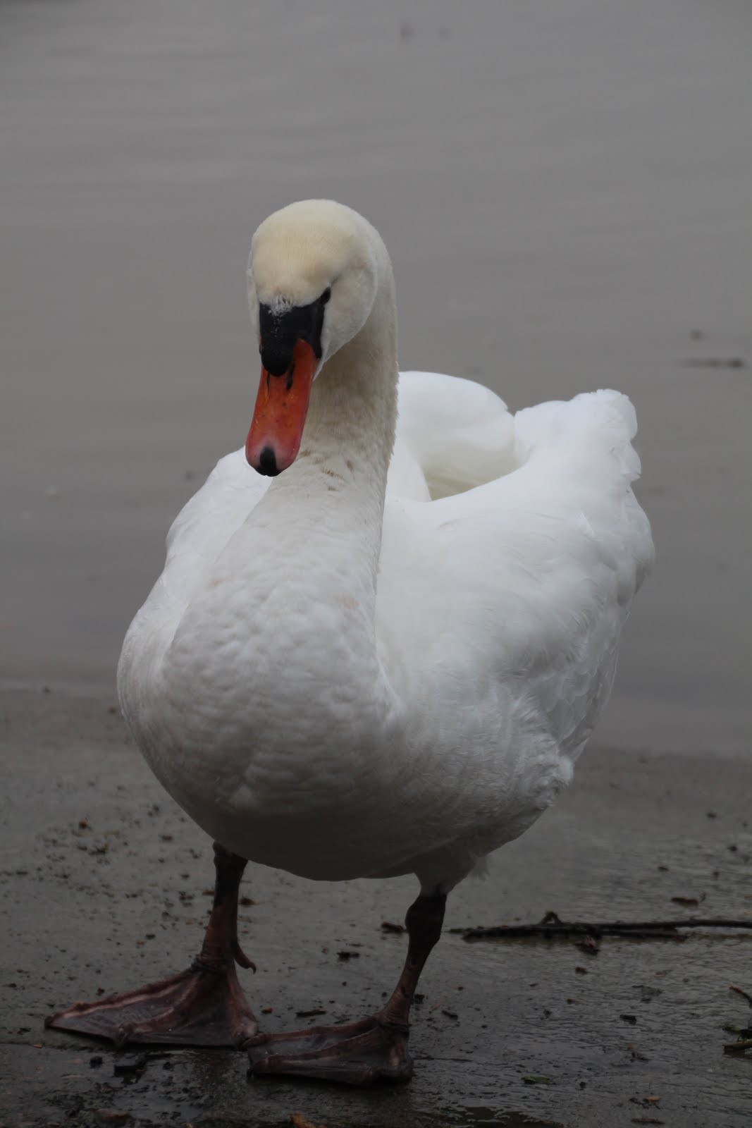 Le cygne