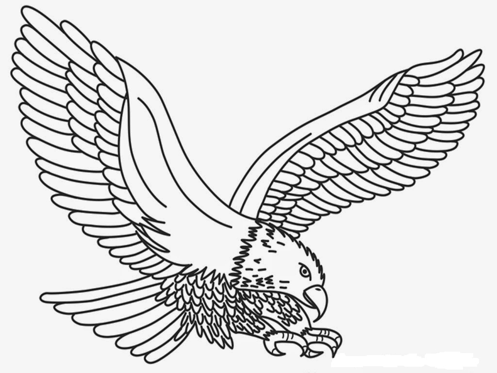 gambar burung elang jerman untuk mewarnai