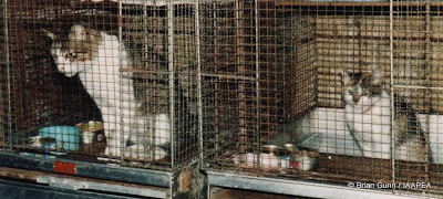 frame supporting alternatives to animal testing что значит. Смотреть фото frame supporting alternatives to animal testing что значит. Смотреть картинку frame supporting alternatives to animal testing что значит. Картинка про frame supporting alternatives to animal testing что значит. Фото frame supporting alternatives to animal testing что значит