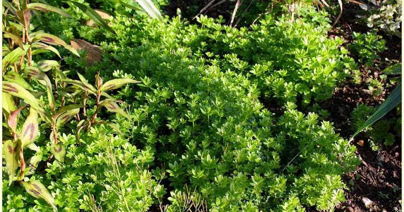 .: La importancia de cubrir los suelos.