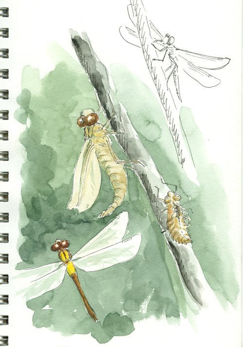 Dragonfly+nymph+identification