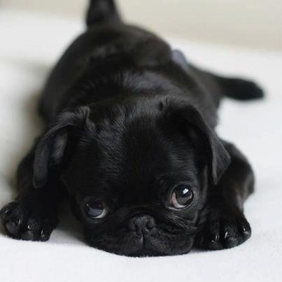 10 Interesting facts about Pugs