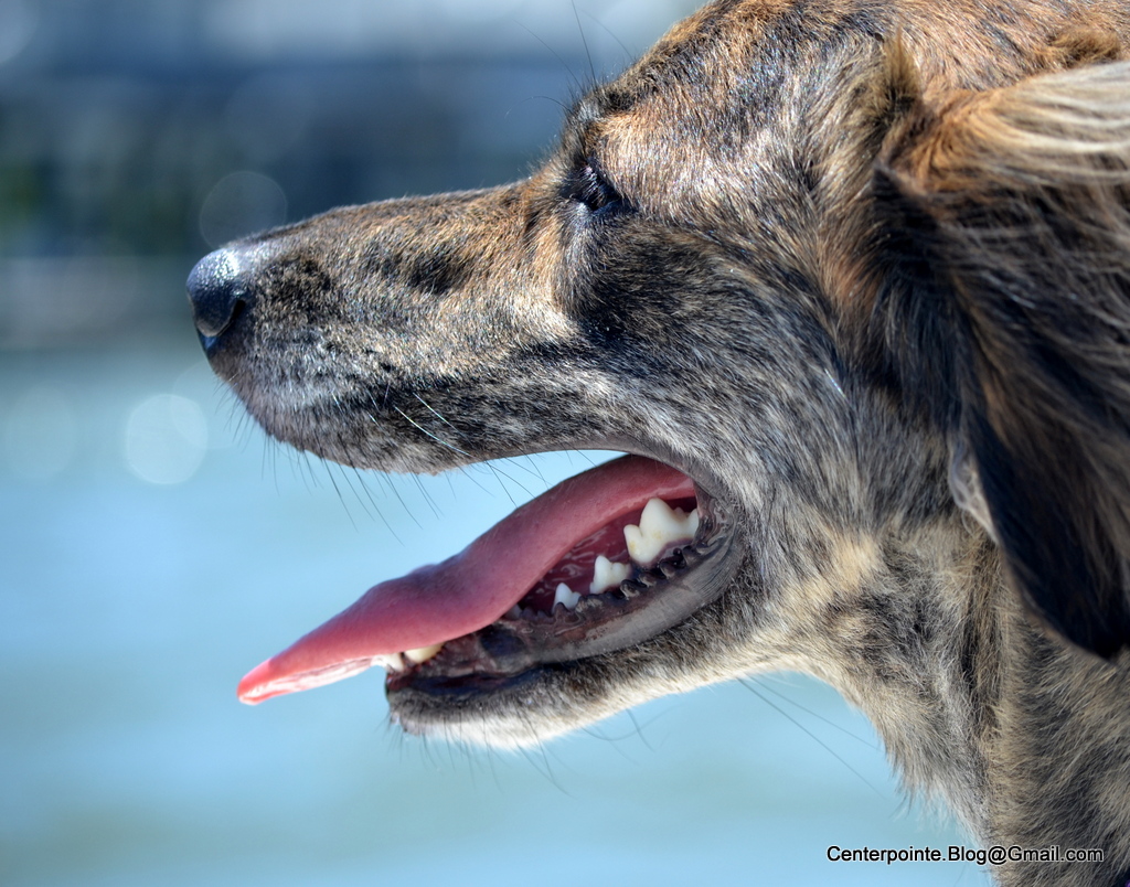 Centerpointe Communicator Dog ate soap what to do (warning graphic