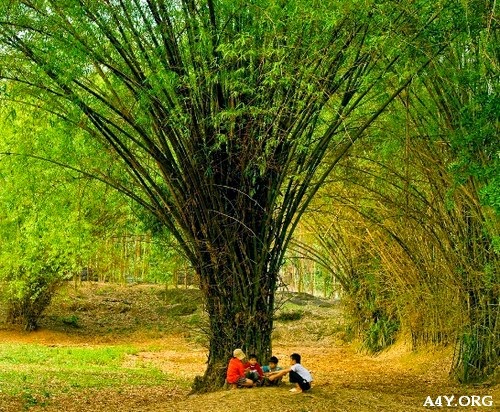 Hình ảnh làng quê đẹp với lũy tre, con trâu, bờ đê,.. hình ảnh lũy tre làng đẹp