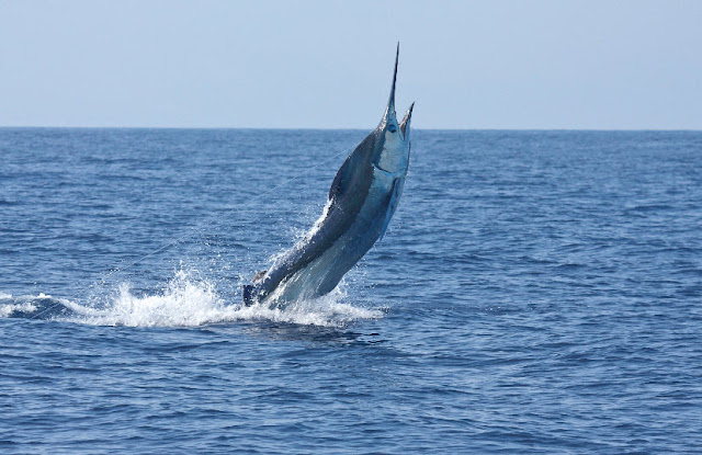 Blue Marlin | The Life of Animals