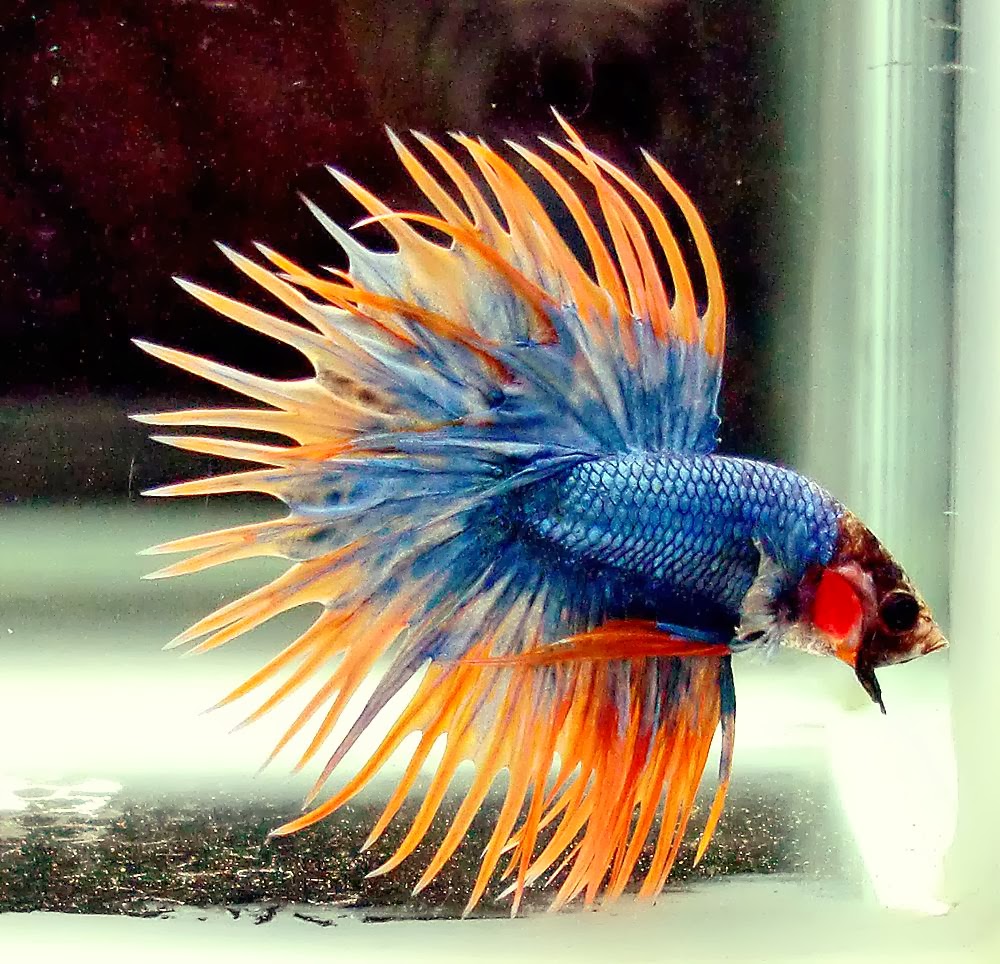 Attison S Fish Food Attison S Fish Food