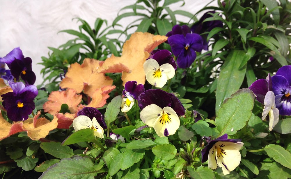 purple podded peas 100 Flowers 013 Winterflowering Violas (and