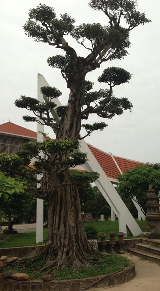 Co-Thu-Ky sinh trưởng ở những nơi đặc biệt… mới có thể có ...