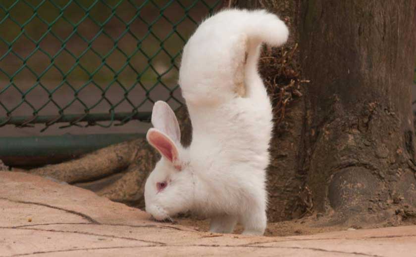 Nothing To Do With Arbroath Uncertainty over why rabbit prefers to