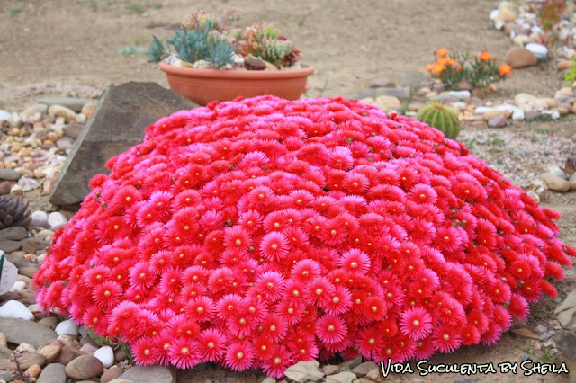 Lampranthus - Meu Jardim Lampranthus - Meu Jardim