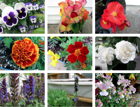 container flowers