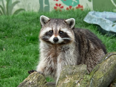funny animal raccoons latest information pictures chihuahua christmas clothes