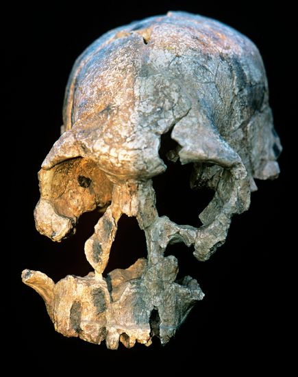 australopithecus fossil The species, australopithecus sediba, strode upright, but still climbed fossil hunters have profitably scoured these rolling grasslands north of. australopithecus fossil The species, australopithecus sediba, strode upright, but still climbed fossil hunters have profitably scoured these rolling grasslands north of.