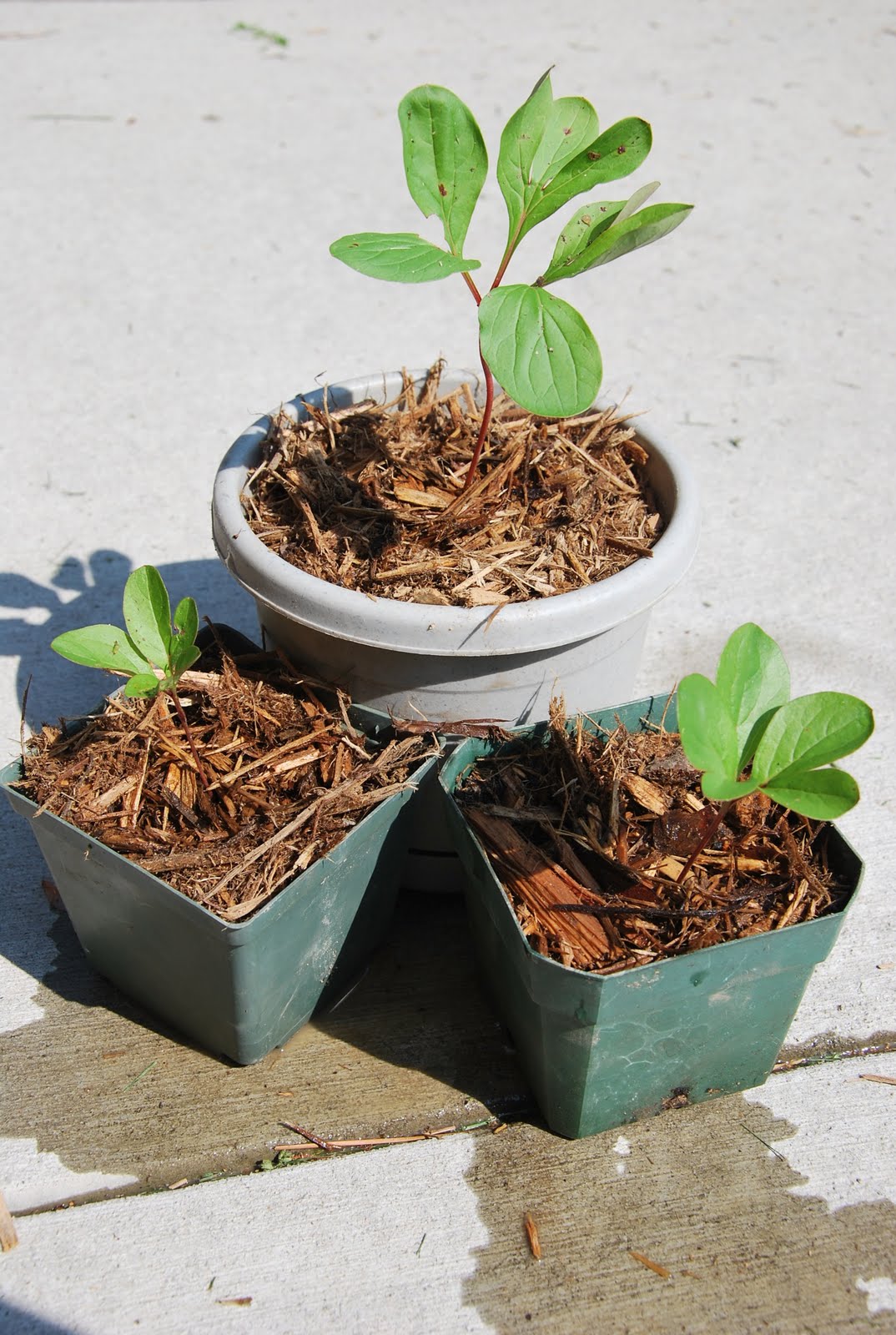 Southern Peony 2011 Peony Propagation