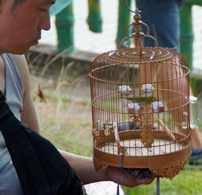 sangkar pleci sangkar pleci, cungkok