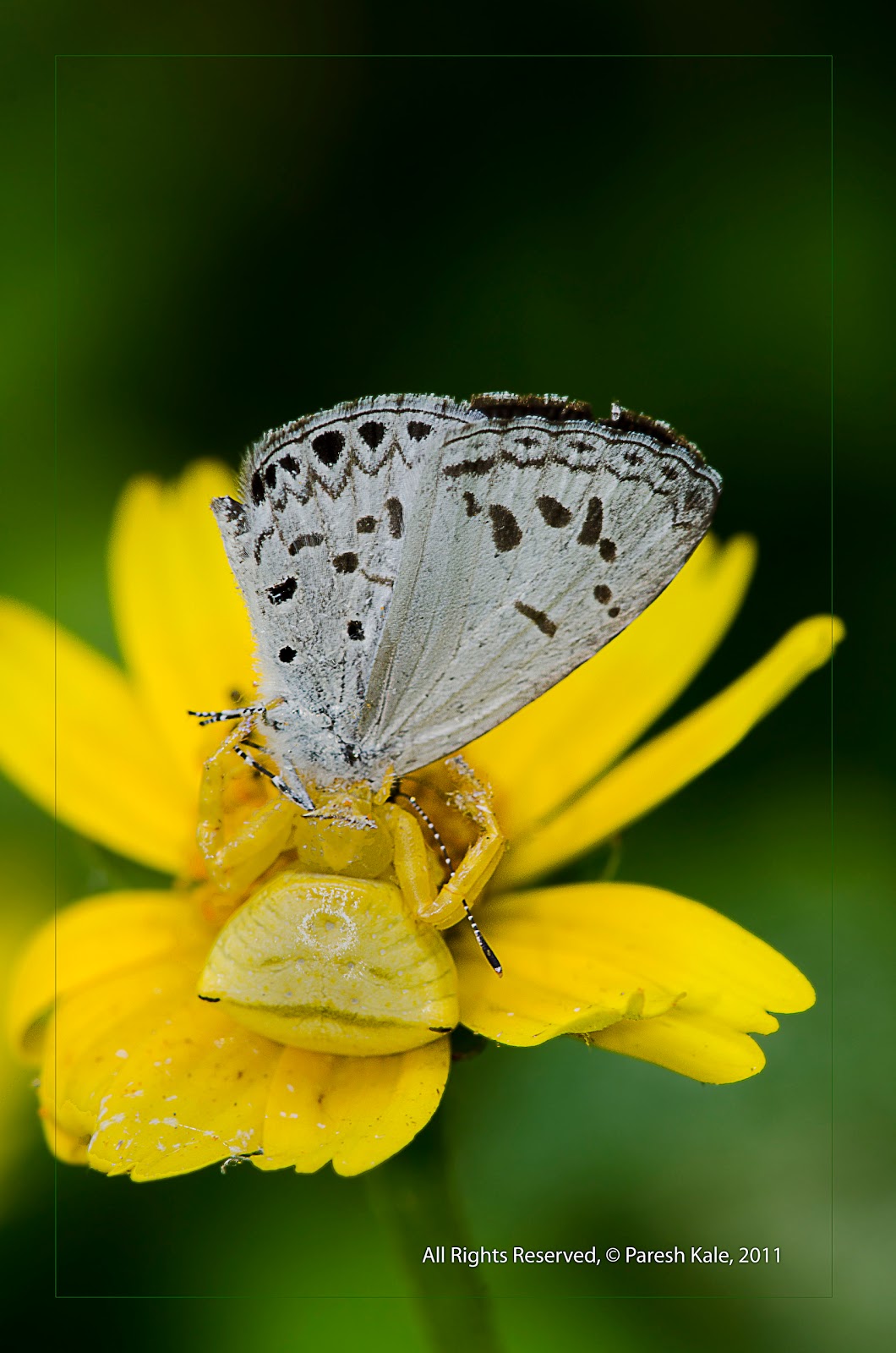 Nature IIT Bombay Butterfly predators