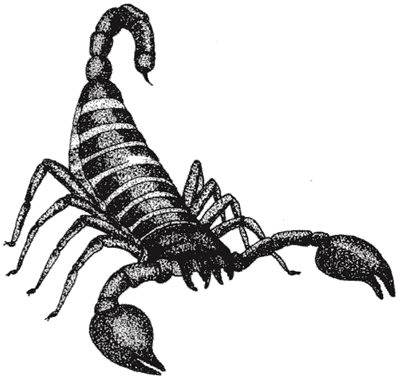 Scorpion Scorpion