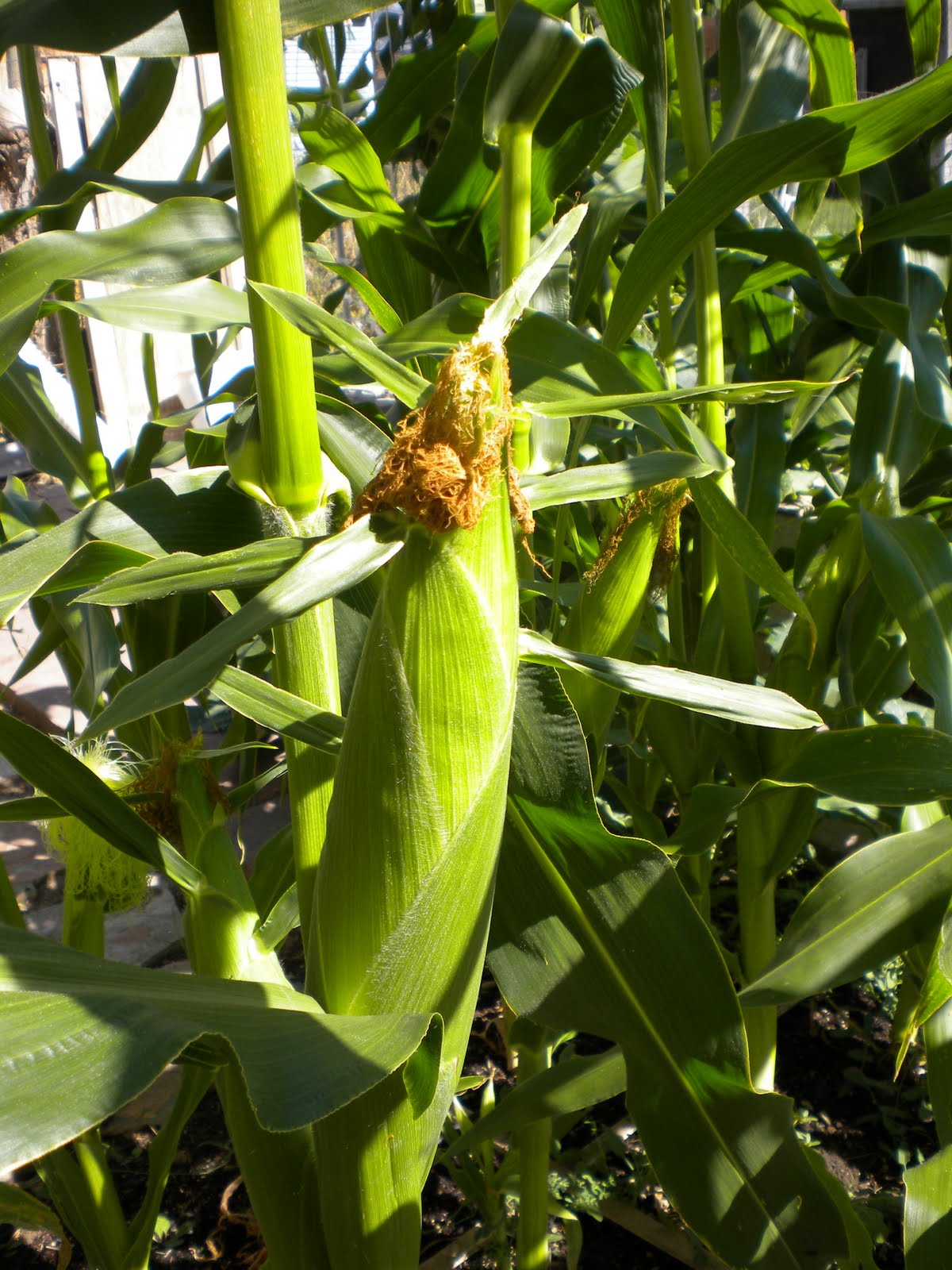 Just the 4 of us Corn's Ready!!! How to Pick and cook Corn