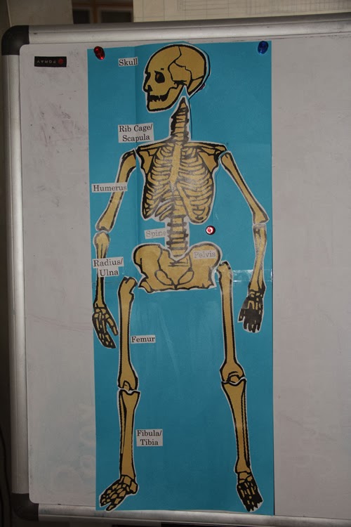 Home School and Things: Human Body Skeleton and Internal Organs