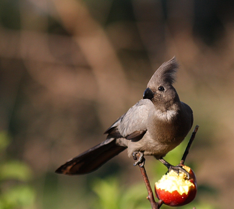 Johannesburg Wildlife & Birding Garden Bird News