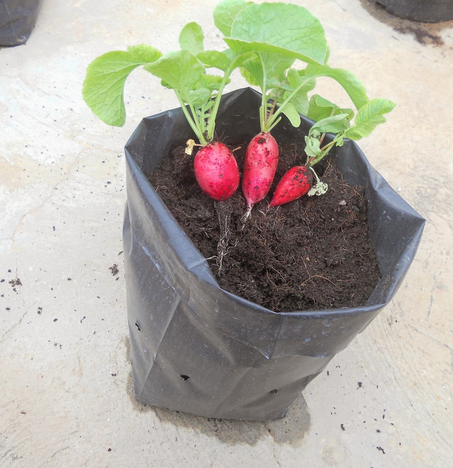 A pinch of basil Growing radish at home