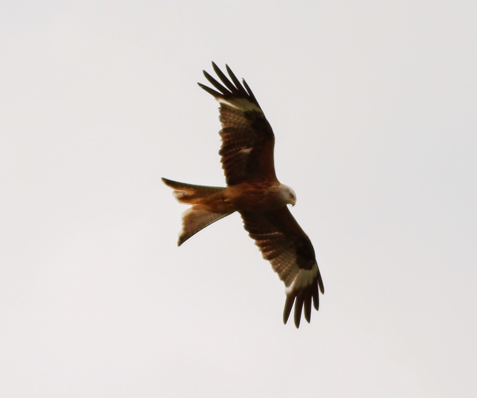 Birding Poole Harbour & Beyond 16 June 14 Photospot4 Red & Black Kites