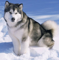 an alaskan malamute