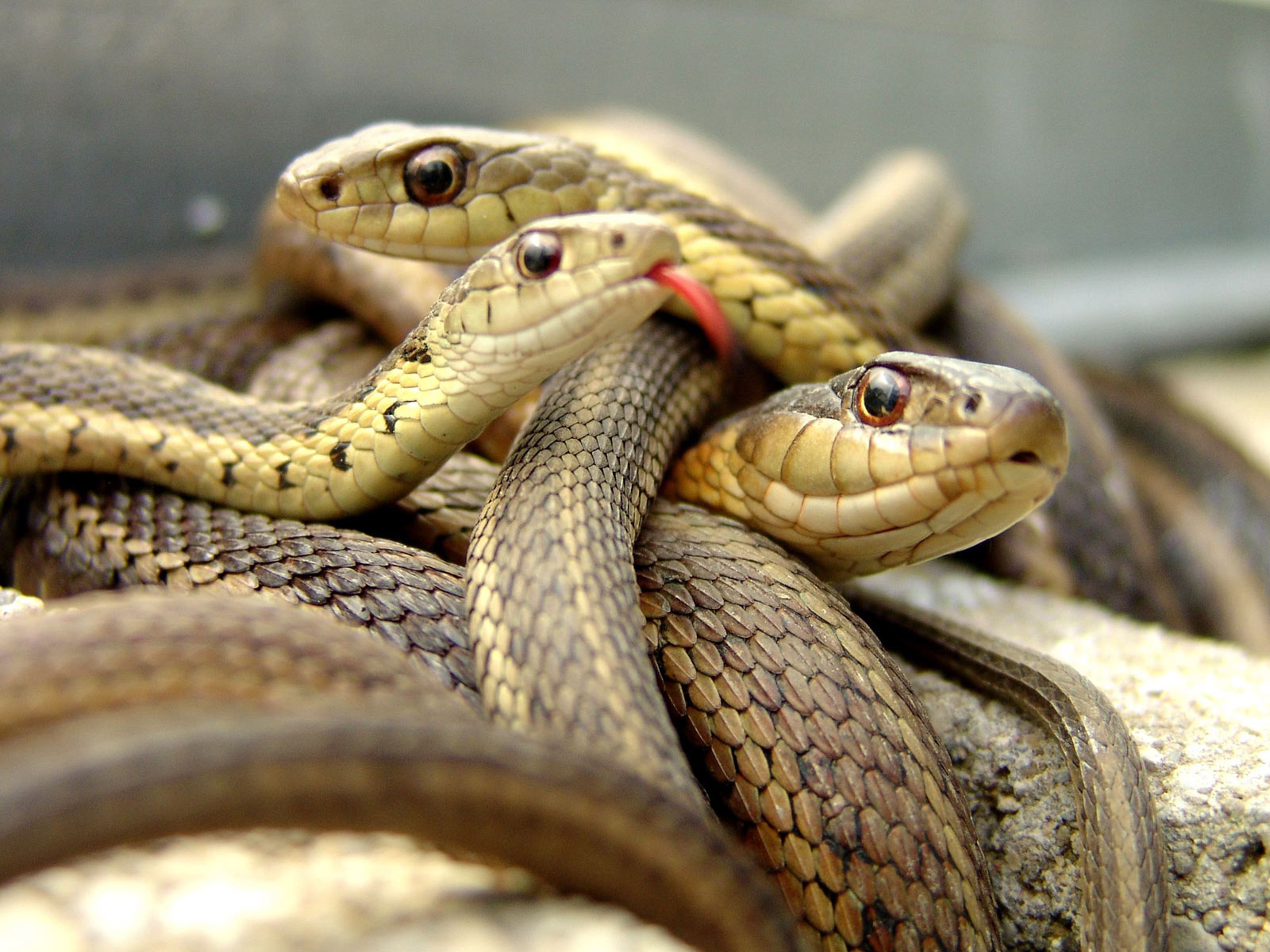 best snake wallpapers