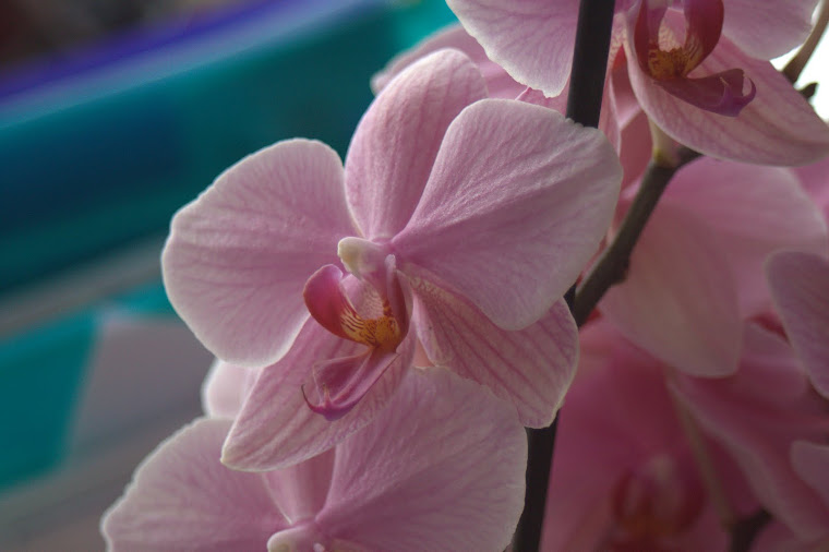 orchids