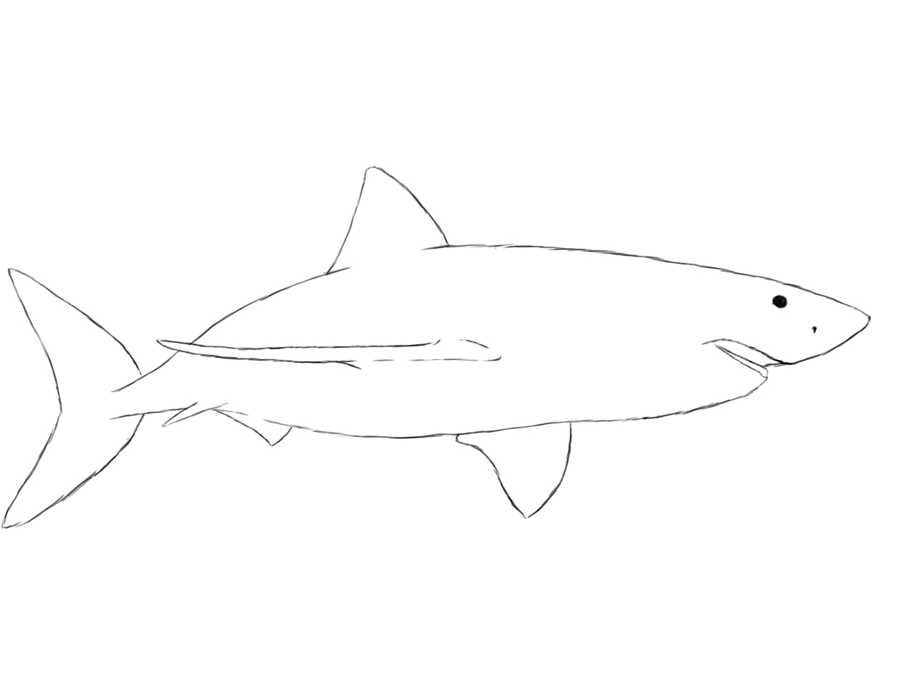 line drawing shark