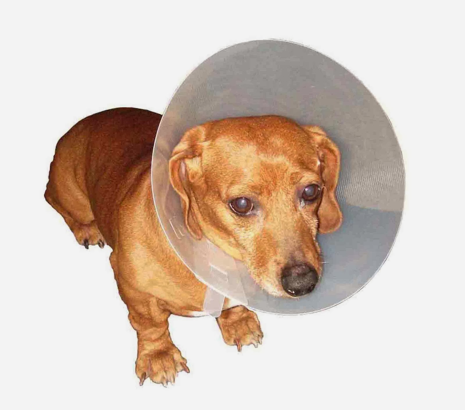 15 cm wound healing green cone dog  E collar
