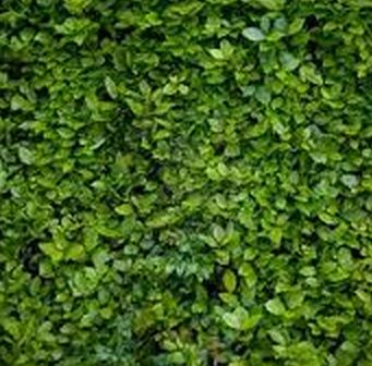 APUNTES - REVISTA DIGITAL DE ARQUITECTURA: Arquitexturas Naturales 14