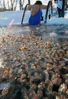 Fish suffocating in pond