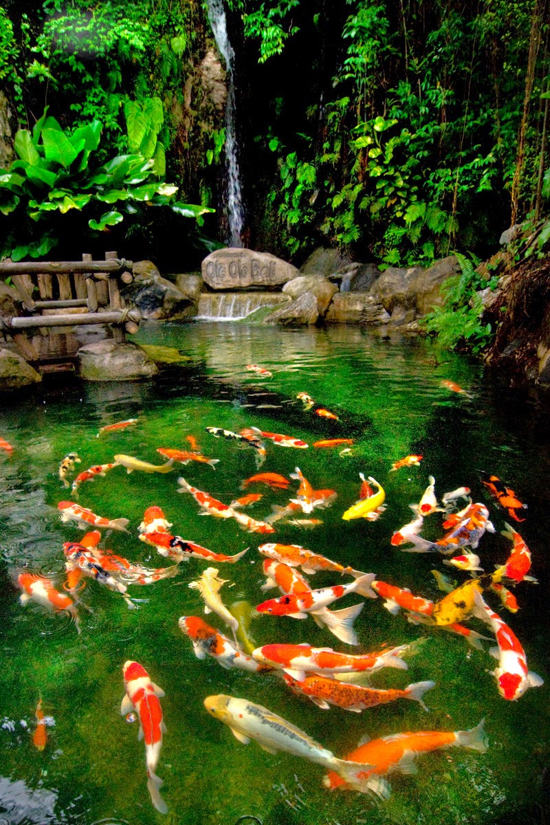 Jual Ikan Hias Koi di Bali: Tips | Cara Merawat Kolam Ikan Koi