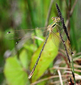 Southern Emerald Damselfly male