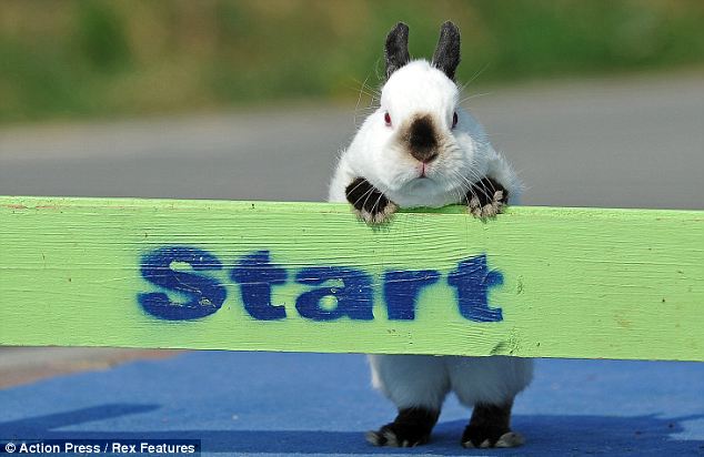 http://4.bp.blogspot.com/-6Lfliq0zZbs/Tblf3GPEgxI/AAAAAAAAApo/UA1nfsfhKA0/s1600/Rabbit%2Bdressage%2Bset%2Bto%2Btake%2Bthe%2Bworld%2Bby%2Bstorm%2B5.jpg