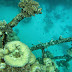 ○Travel●2014帛琉Palau 旅行社行程解析(美麗海底篇-上)