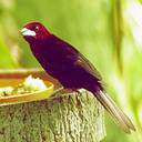 SIlver-beaked tanager