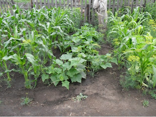 1 июля, огурцы растут между кулисами из кукурузы