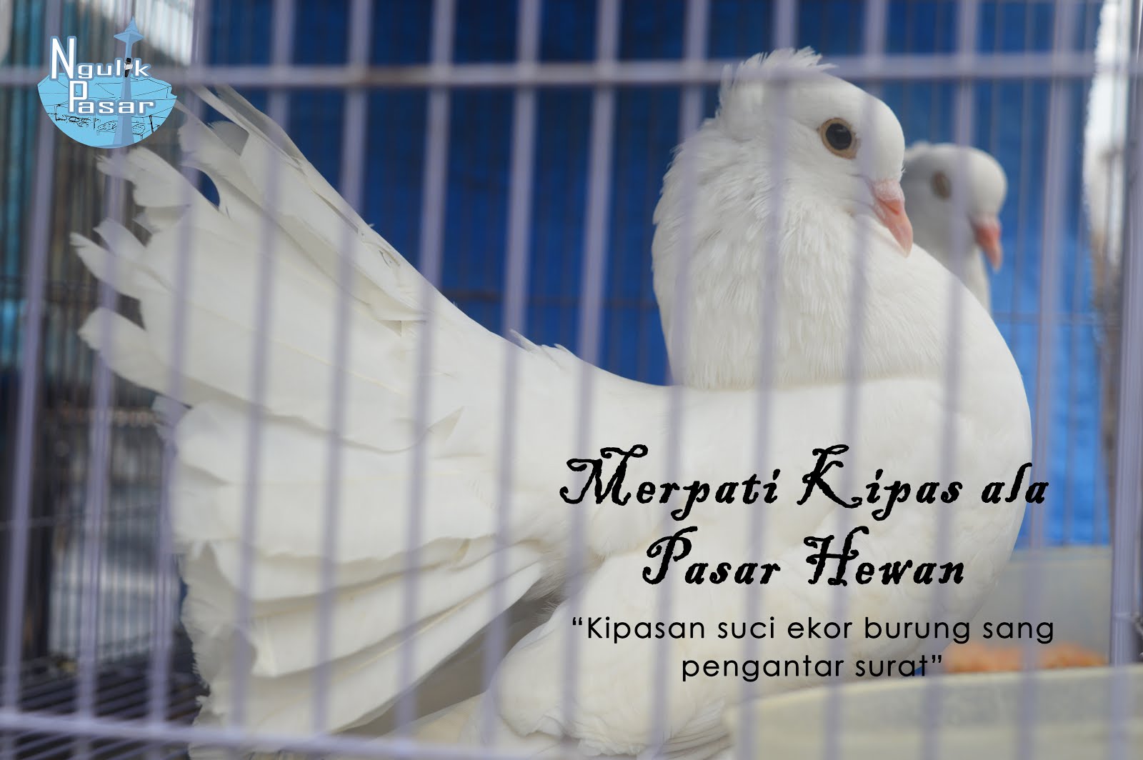 Merpati Kipas Ala Pasar Hewan