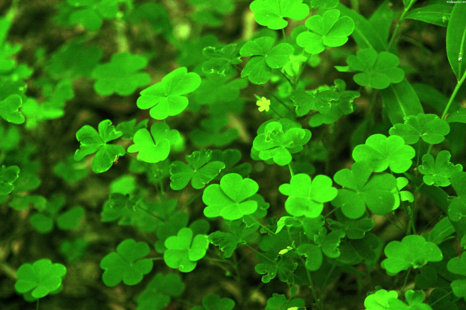 http://4.bp.blogspot.com/-6ME4QjMkffU/Tq5SNmxAVWI/AAAAAAAAB7Y/f1wkhkN3ziM/s1600/Clover_by_crestmultimeadia.jpg
