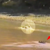 Crocodile attacks an antelope but good faith came to the rescue