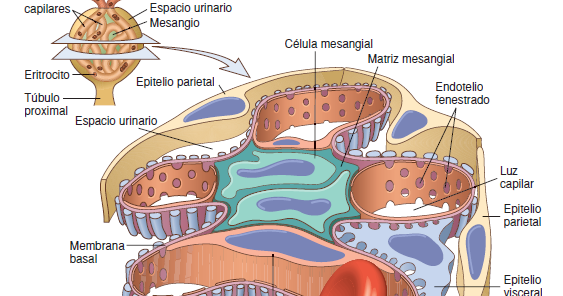 Portafolios Patología B 2013: Glomerulopatias