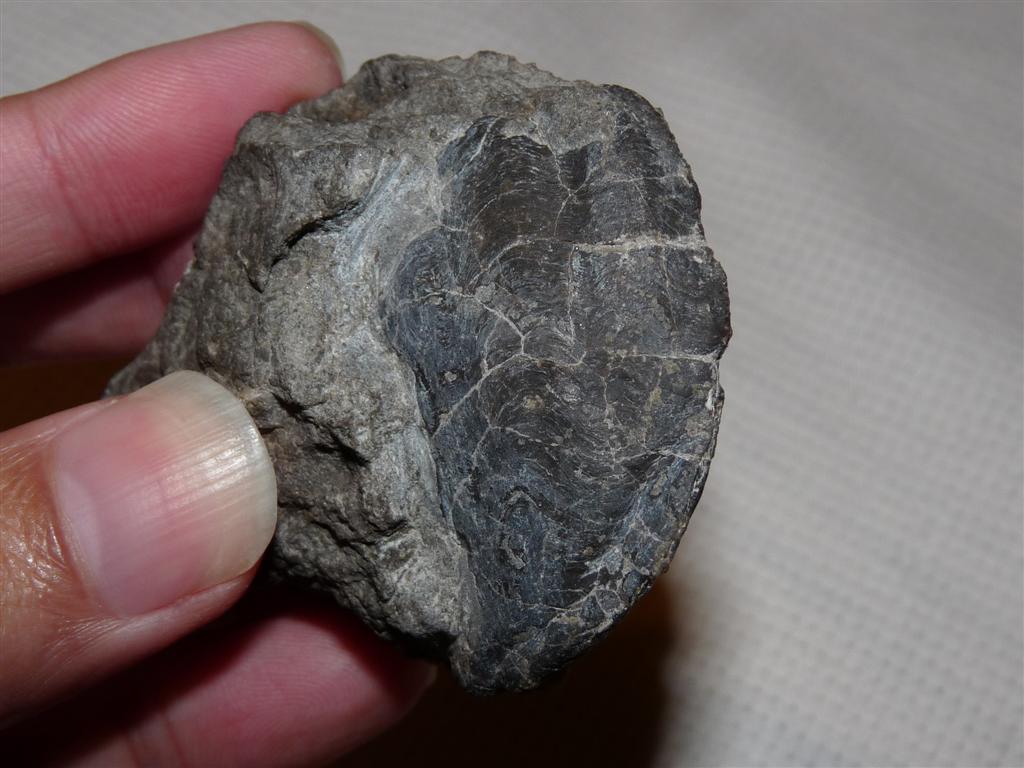 The Holes of My Soles Finding Free Fossils Sylvania, Ohio