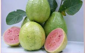 Budidaya jambu biji budidaya, jambu, biji, cara menanam