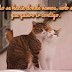 Imágenes Románticas